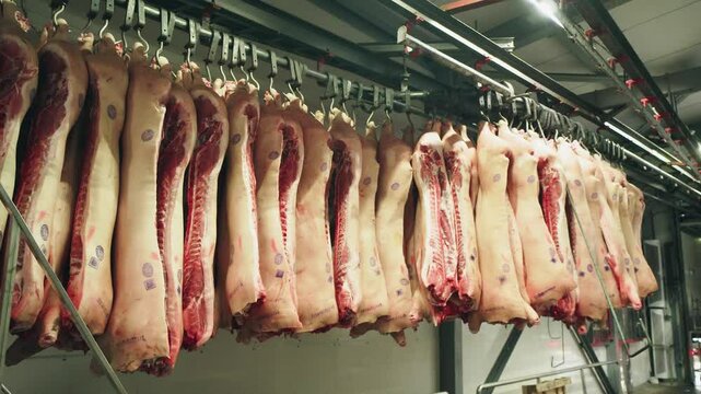 Pork half-carcasses without heads hang in a row on hooks of a specialized conveyor. Production of meat products at a meat factory. Frozen pig meat storage warehouse. Food production.