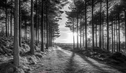 Sunlight filtering through a coniferous forest