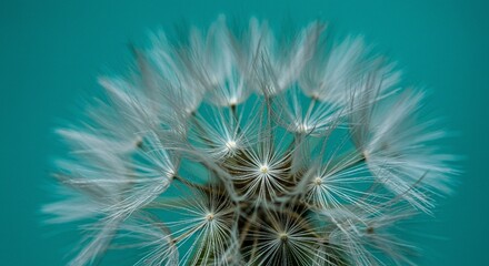 Fototapeta premium Close-up of a faded flower head, showcasing its intricate seed dispersal mechanism against a vibrant turquoise background.