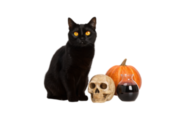 Black cat with amber eyes near skull, glass bottle, and orange pumpkin, isolated on a transparent background