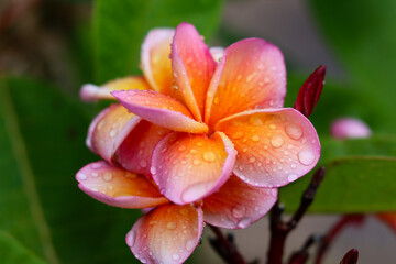 Pink and Yellow Plumeria Flower in Full Bloom with Buds