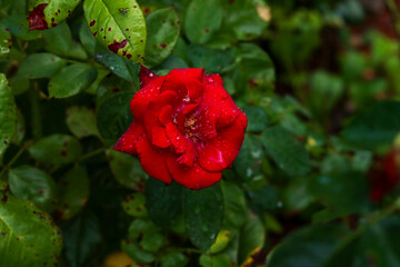 Faded Beauty: Weathered Red Rose in Natural Decay, Aging Red Rose with Bruised Petals