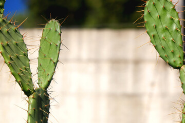 Colorful plants in a Mediterranean garden. Selective focus.