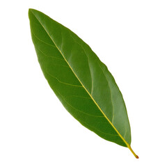 Obraz premium Isolated Leaf on Transparent Background for Use