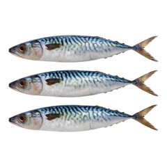 Three Isolated Fish on Transparent Background