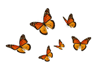 A group of monarch butterflies isolated on transparent background