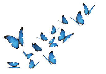 A group of blue butterflies isolated on transparent background