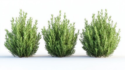 Fototapeta premium Three compact rosemary bushes