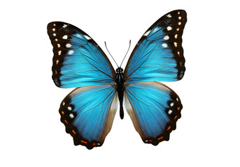 A beautiful blue morpho butterfly isolated on transparent background