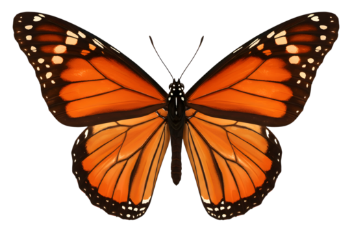 A beautiful monarch butterfly isolated on transparent background