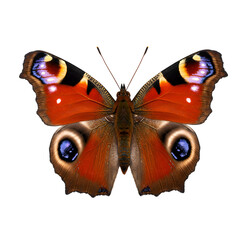 A colorful peacock butterfly isolated on transparent background