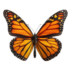 Fototapeta premium Detailed macro view of a monarch butterfly wing isolated on transparent background