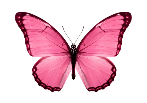A pink butterfly with symmetrical wings isolated on transparent background