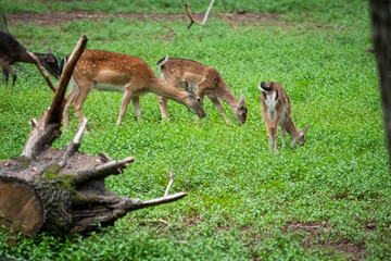 Fallow Deer Trio Foraging in Verdant Pasture in The Forest Culture Centre in Goluchow, Poland 