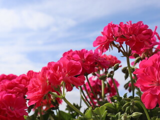 Geraniums