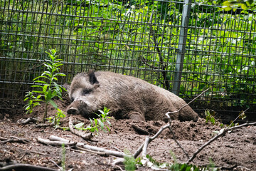 Sleeping Wild Boar in Dirt Under Metal Fence on a Summer Day