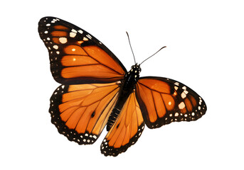 Monarch butterfly with open wings isolated on transparent background