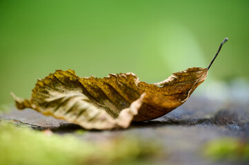 A curled brown leaf sits on a wooden surface surrounded by vibrant greenery, showcasing nature's detail in sunlight.