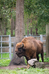 Bison in Forest – Symbol of Biodiversity and Ecosystem Restoration in The Forest Culture Centre...