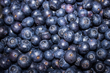Blue berries, Vaccinium corymbosum, in abundance