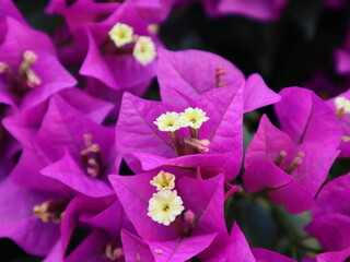 Bougainvillea, flower, violet, yellow