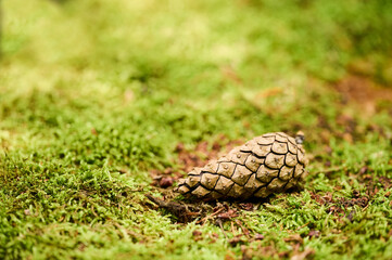 A pine cone lies on vibrant green moss, surrounded by a peaceful forest setting illuminated by soft sunlight.