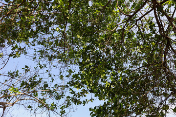 tree branches against blue sky