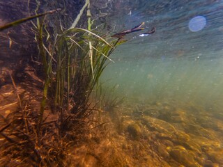 grass in poor visibility fast flow murky water, organic silt pebble substrate, green alga on stone,...