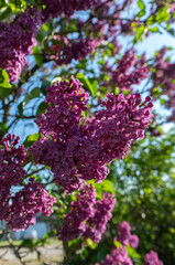 Branch of blooming lilac, close-up photo.