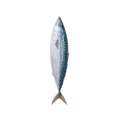 Isolated Fish on Transparent Background for Stock Use