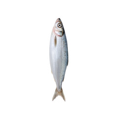 Isolated Transparent Fish on White Background