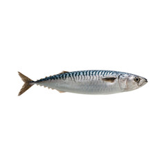 Isolated Fish on Transparent Background in Studio