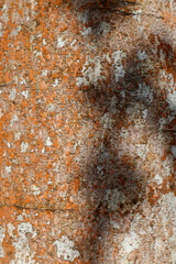 wood texture