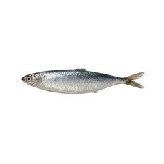 Isolated Transparent Fish with Clear Background