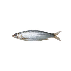 Isolated Fish on Transparent Background for Use