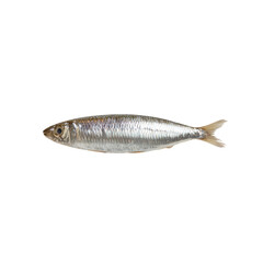 Isolated Transparent Fish on Solid Background