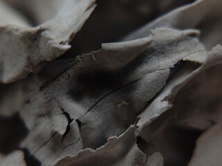 Abstract Macro of Torn Paper Edges in Monochrome Palette Textured Surface.