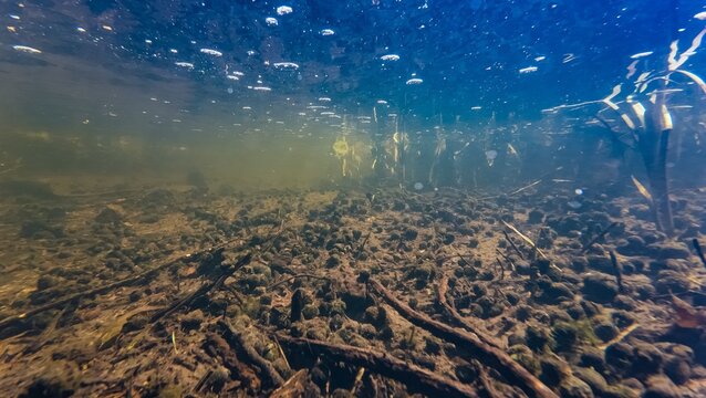 shallow river Buher, viviparus and ramshorn valve snail shell, marsh plant submerged, surface reflection underwater, crystal clear water, organic particle silt dirty riverbed, town Lityn in Podillya