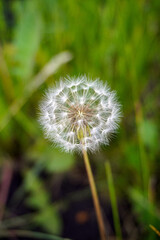 Head of a fluffy dandelion. Macro photography.