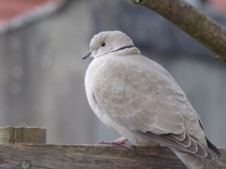 Pigeon on a branch