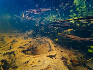 underwater water source, shallow creek Buher in Lityn, Berula erecta marsh plant submersed in fast...