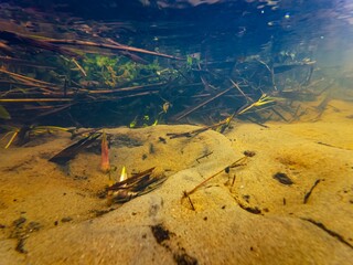 underwater water source of fast flow shallow creek Buher in Lityn, Berula erecta marsh plant...