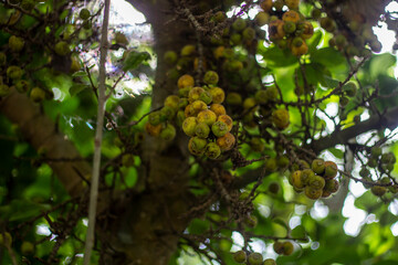 A nature tree with many small leaves and the background blurred