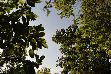 green against sky