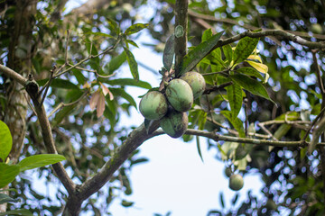 A nature tree with many small leaves and the background blurred