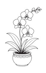 Delicate orchid blossoms on a decorative pot flower plant