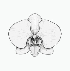 Delicate white orchid bloom detailed sketch flower petal