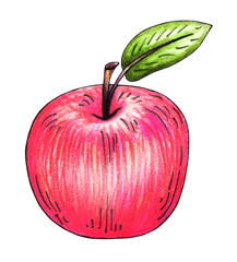 Pink apple hand drawn watercolor. Ripe fruit with juicy pulp. Healthy vegan food. Vitamin nutrition. Organic farm. Harvest season. Summer illustration