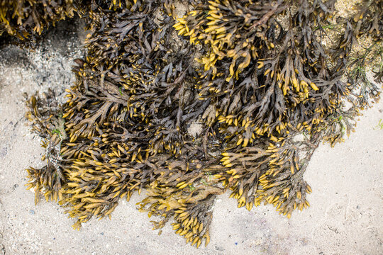Seaweed on sand
