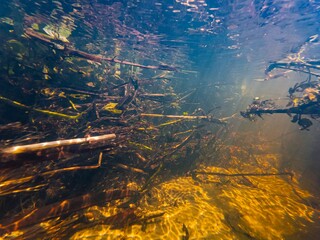 bulrush and berula marsh plant stem submersed, fast flow poor visibility water spring course,...